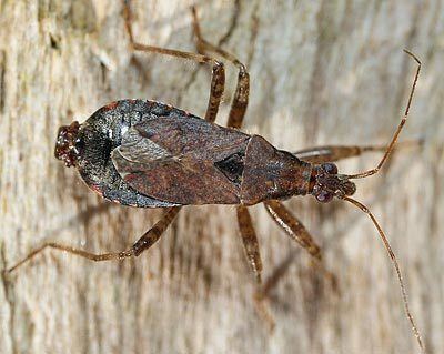 Himacerus mirmicoides httpswwwbritishbugsorgukheteropteraNabidae