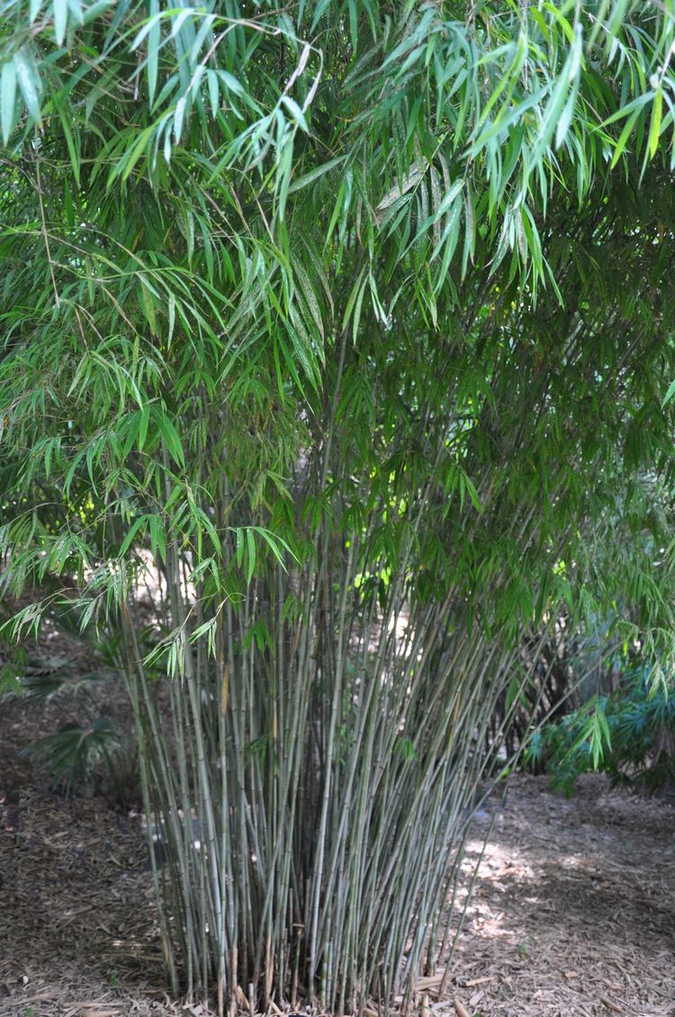 Himalayacalamus Himalayacalamus porcatus Nepalese Blue Bamboo Land Nursery QLD
