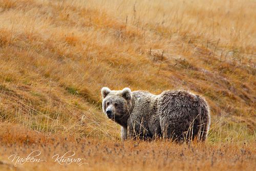 Himalayan brown bear Himalayan Brown Bear The Himalayan Brown Bear Ursus arct Flickr