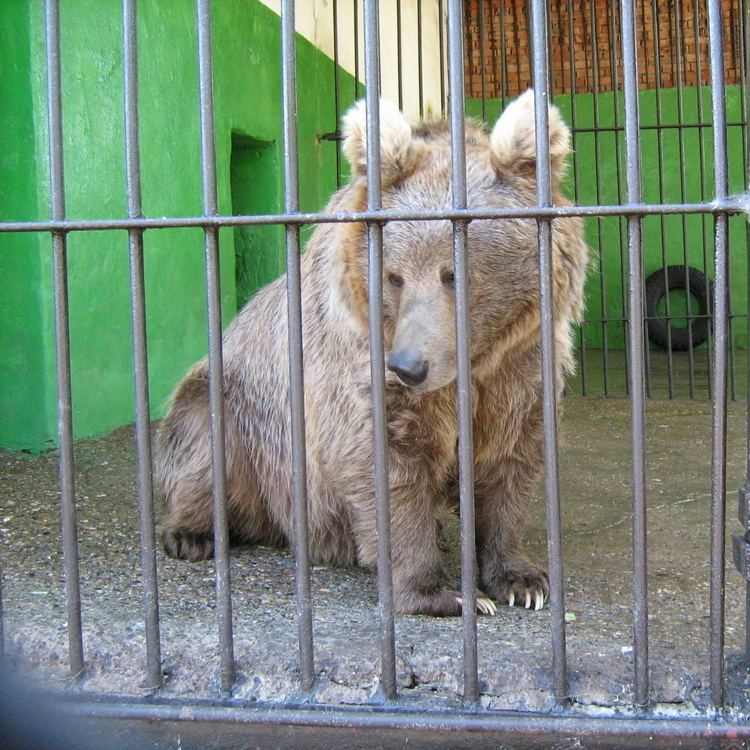 Himalayan brown bear Himalayan Brown Bear Ursus arctos isabellinus Redorbit