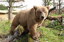 Himalayan brown bear httpsuploadwikimediaorgwikipediacommonsthu