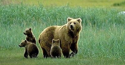 Himalayan brown bear Rare Species Himalayan Brown Bear