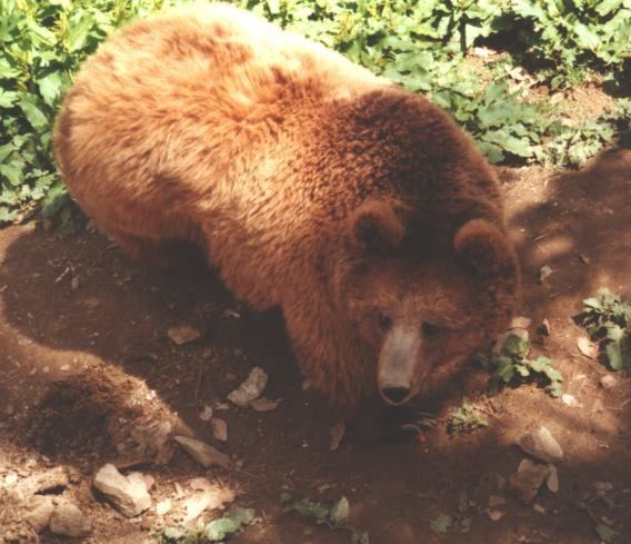 Himalayan brown bear Himalayan brown bear Redorbit