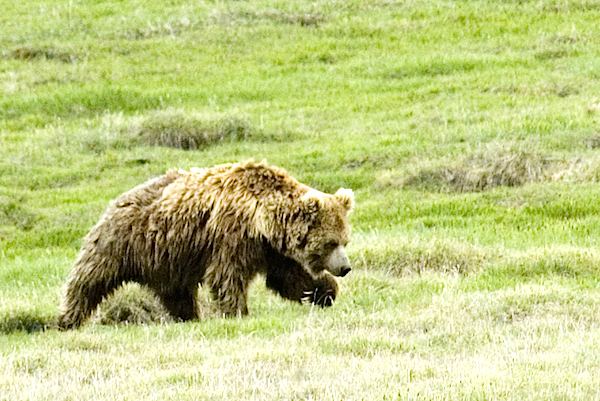 Himalayan brown bear A sketch of the yeti saving the Himalayan brown bear