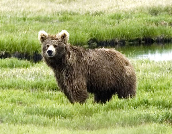 Himalayan brown bear - Alchetron, The Free Social Encyclopedia