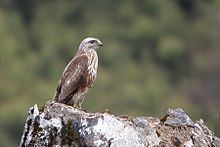 Himalayan buzzard httpsuploadwikimediaorgwikipediacommonsthu