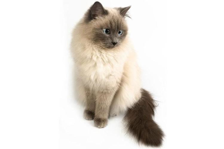 Himalayan cat Himalayan Cat Pictures Slideshow