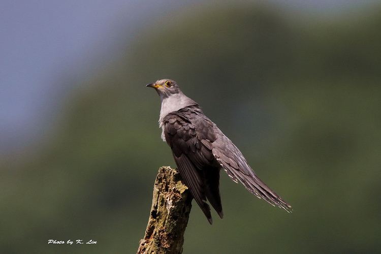 Himalayan cuckoo Himalayan Cuckoo Birds of Singapore iNaturalistorg
