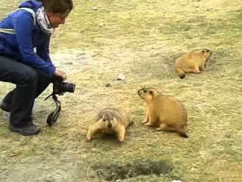 Himalayan marmot Himalayan Marmotsmp4 YouTube