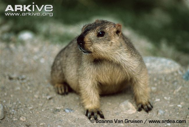 Himalayan marmot Himalayan marmot videos photos and facts Marmota himalayana ARKive