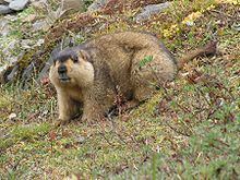 Himalayan marmot httpsuploadwikimediaorgwikipediacommonsthu