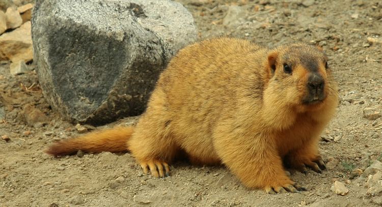 Himalayan marmot Himalayan marmot Marmota himalayana Animals Pinterest Himalayan