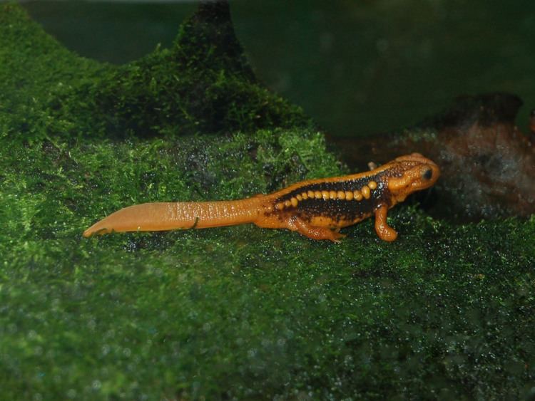 Himalayan newt The Online Zoo Red Knobby Newt