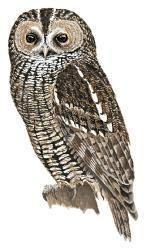 Himalayan owl wwwhbwcomsitesdefaultfilesstyleslargeapub