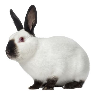 Himalayan rabbit Is a Himalayan Rabbit the Right Pet Rabbit Breed f