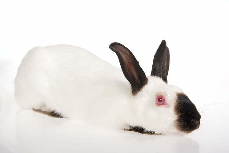 Himalayan rabbit Himalayan For Sale Rabbits Breed Information Omlet