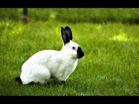 Himalayan rabbit Himalayan Rabbits YouTube