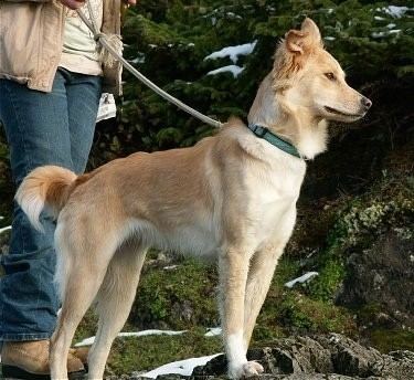 Himalayan Sheepdog Himalayan Sheepdog Dog Breed Information Pictures