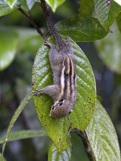 Himalayan striped squirrel wwwecologyasiacomimagesghihimalayanstripeds