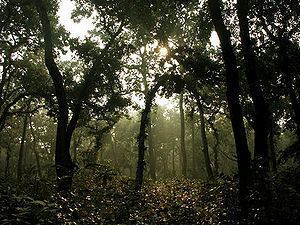 Himalayan subtropical broadleaf forests httpsuploadwikimediaorgwikipediacommonsthu