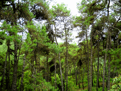 Himalayan subtropical pine forests 3bpblogspotcomfxaliH1FiISDcBxUaJIAAAAAAA