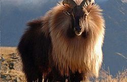 Himalayan tahr Himalayan tahr Wikipedia