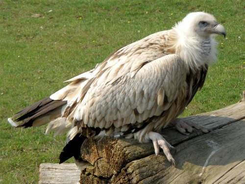 Himalayan vulture 1bpblogspotcomJhyRUo0y8U0VX4kUIgkcBIAAAAAAA