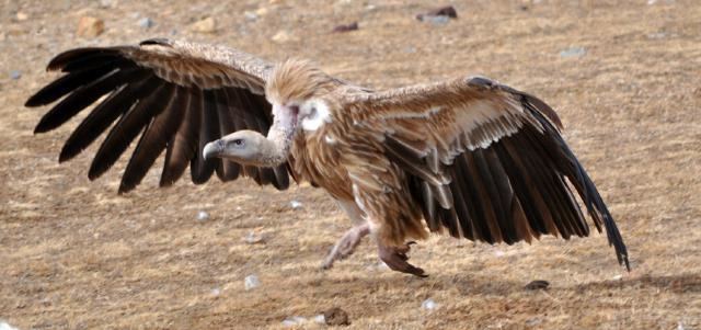 Himalayan vulture Himalayan Vulture Gyps himalayensis