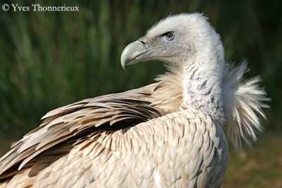 Himalayan vulture Himalayan Griffon Vulture