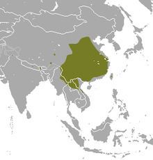 Himalayan water shrew httpsuploadwikimediaorgwikipediacommonsthu