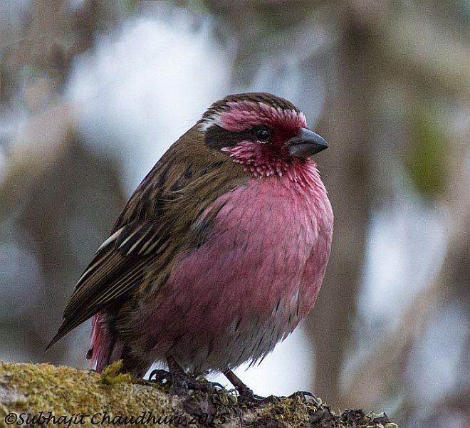 Himalayan white-browed rosefinch Oriental Bird Club Image Database Photographers