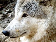 Himalayan wolf httpsuploadwikimediaorgwikipediacommonsthu