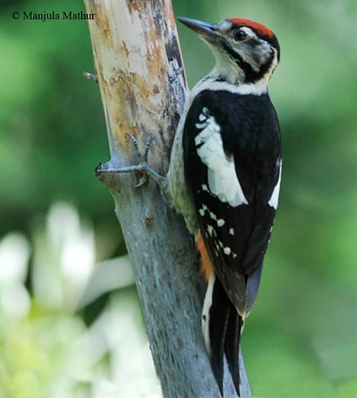 Himalayan woodpecker Oriental Bird Club Image Database Himalayan Woodpecker