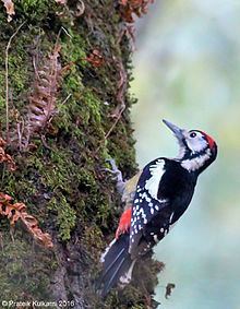 Himalayan woodpecker httpsuploadwikimediaorgwikipediacommonsthu
