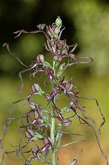 Himantoglossum httpsuploadwikimediaorgwikipediacommonsthu