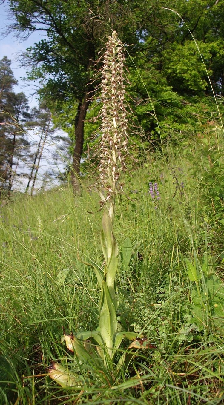 Himantoglossum Himantoglossum Wikipdia a enciclopdia livre