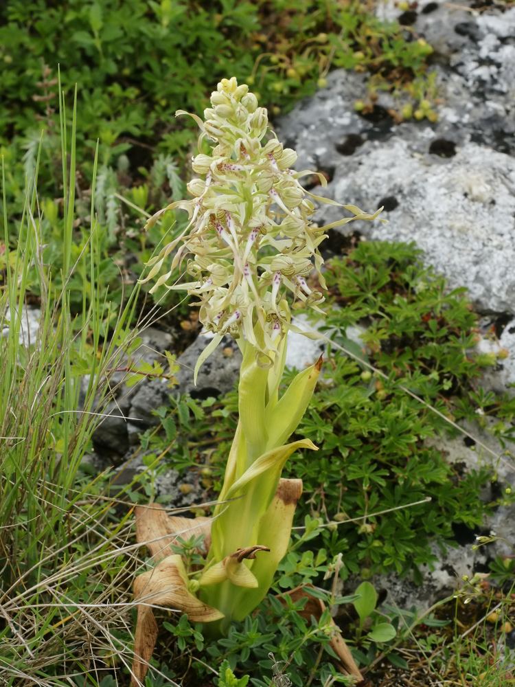 Himantoglossum FileHimantoglossum hircinum plantjpg Wikimedia Commons