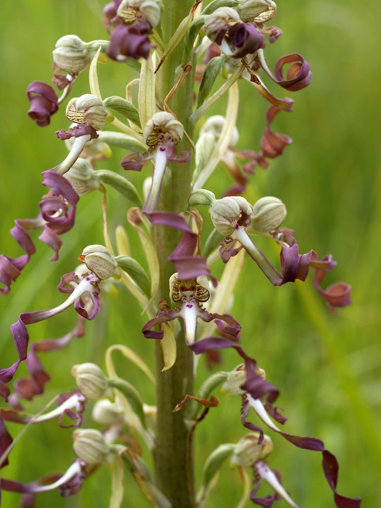 Himantoglossum FileHimantoglossum hircinum inflorescencejpg Wikimedia Commons