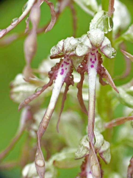 Himantoglossum Generi della flora italiana Himantoglossum