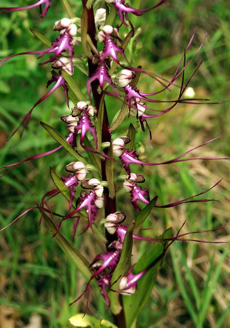 Himantoglossum FileHimantoglossum caprinum Griechenland 726 76jpg Wikimedia