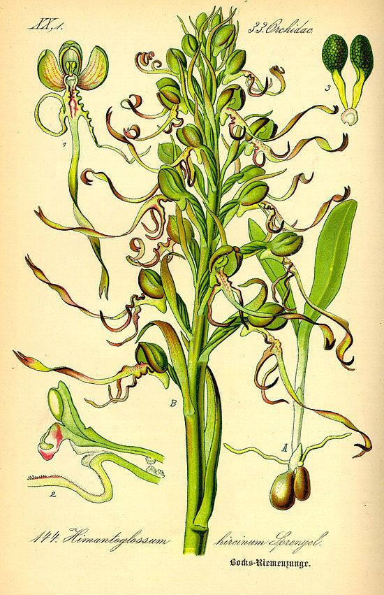 Himantoglossum hircinum Himantoglossum hircinum Wikiwand