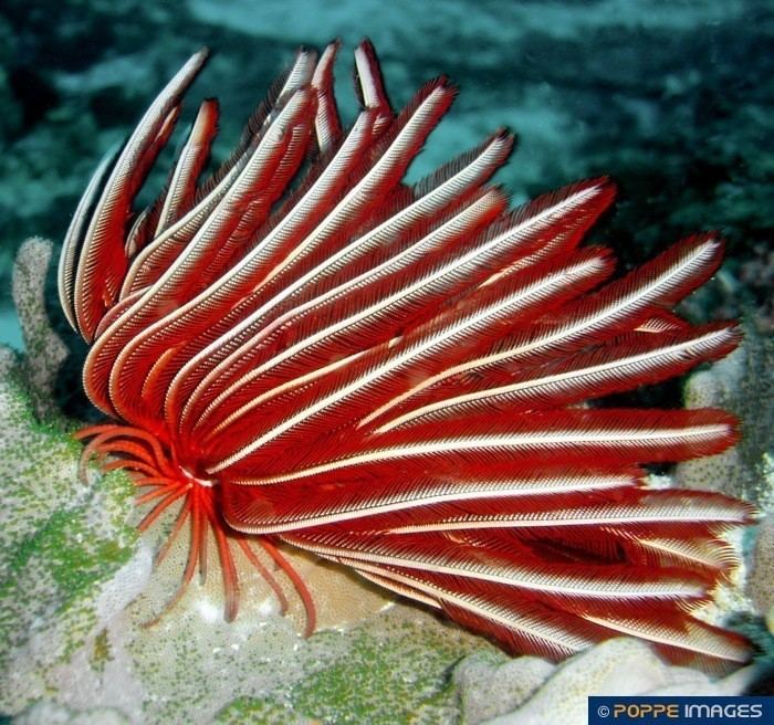 Himerometra robustipinna Feather stars HIMEROMETRIDAE Himerometra robustipinna Marine