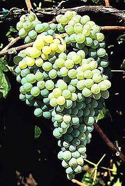 Himrod Himrod White Seedless Seedless Table Grapes The Grape Varieties