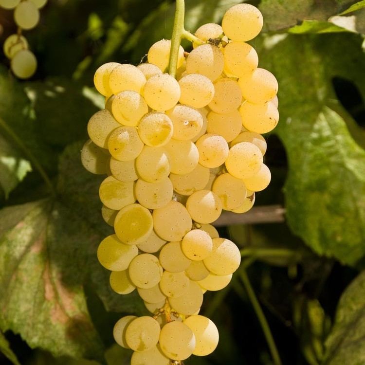 Himrod Bare Root Table Grape Vine Himrod Seedless GrowOrganiccom