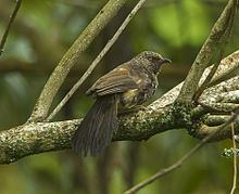 Hinde's babbler httpsuploadwikimediaorgwikipediacommonsthu