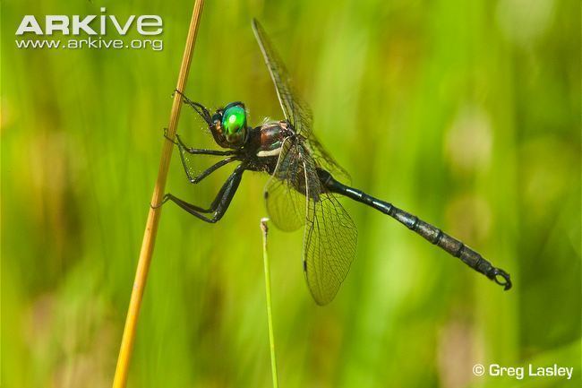 Hine's emerald dragonfly Hine39s emerald videos photos and facts Somatochlora hineana ARKive