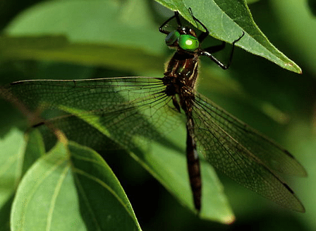 Hine's emerald dragonfly Hines Emerald Dragonfly l Endangered Our Breathing Planet