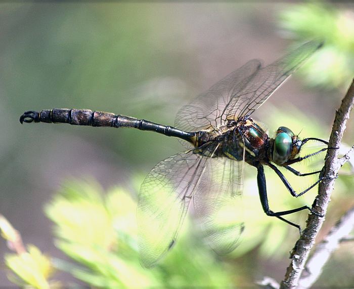 Hine's emerald dragonfly Endangered Species Program News Bulletins