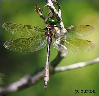 Hine's emerald dragonfly USFWS Hine39s Emerald Dragonfly Fact Sheet