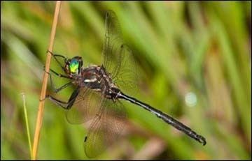 Hine's emerald dragonfly httpswwwfwsgovMidwestendangeredimagesinse